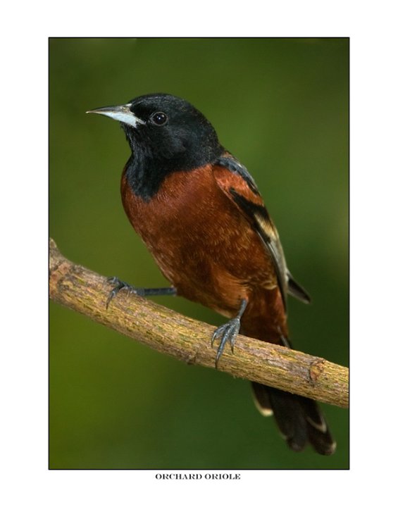 8994 orchard oriole.jpg
